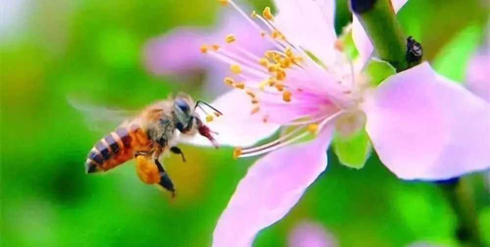 養(yǎng)蜂選擇什么品種最好(什么品種蜜蜂最好) 養(yǎng)蜂選擇什么品種最好(什么品種蜜蜂最好)