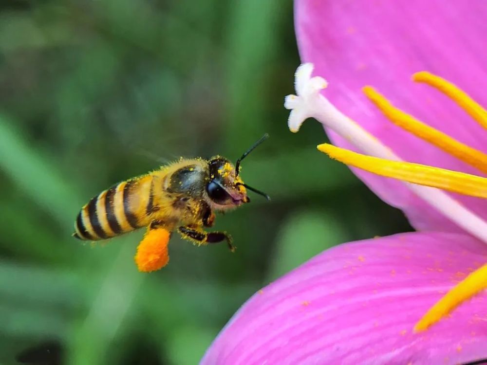 養(yǎng)蜂選擇什么品種最好(什么品種蜜蜂最好) 養(yǎng)蜂選擇什么品種最好(什么品種蜜蜂最好)