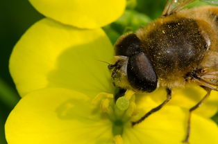 蜜蜂蜂王產(chǎn)卵是一個眼一個卵嗎(箱外如何判斷蜂王產(chǎn)卵了) 蜜蜂蜂王產(chǎn)卵是一個眼一個卵嗎(箱外如何判斷蜂王產(chǎn)卵了)