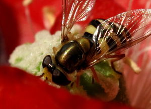 蜜蜂蜂王產(chǎn)卵是一個眼一個卵嗎(箱外如何判斷蜂王產(chǎn)卵了) 蜜蜂蜂王產(chǎn)卵是一個眼一個卵嗎(箱外如何判斷蜂王產(chǎn)卵了)