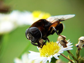 蜜蜂蜂王產(chǎn)卵是一個眼一個卵嗎(箱外如何判斷蜂王產(chǎn)卵了) 蜜蜂蜂王產(chǎn)卵是一個眼一個卵嗎(箱外如何判斷蜂王產(chǎn)卵了)