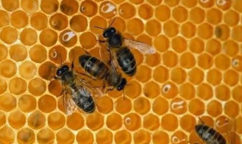 工蜂產(chǎn)卵會一直產(chǎn)嗎（工蜂產(chǎn)的卵是什么蜂）