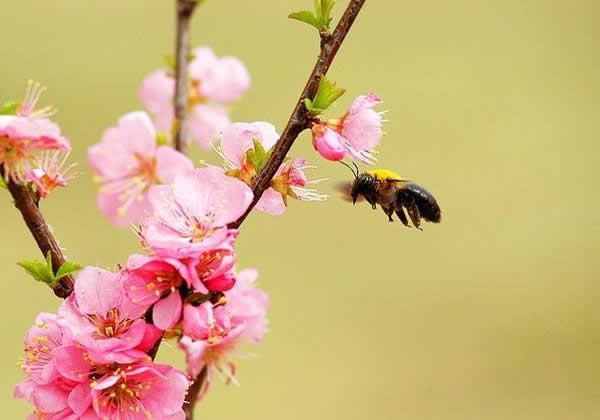 胡蜂蜂王死了的表現(xiàn) 胡蜂蜂王死了的表現(xiàn)