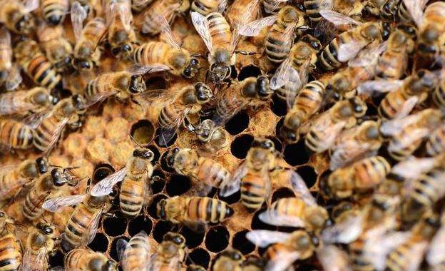 購買蜂群如何挑選(新手初學(xué)養(yǎng)蜂的基本要領(lǐng)及如何選購蜂群) 購買蜂群如何挑選(新手初學(xué)養(yǎng)蜂的基本要領(lǐng)及如何選購蜂群)