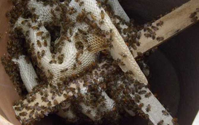 滇南中蜂與云貴高原中蜂優缺對比（滇南中蜂和云貴高原中蜂的區別）