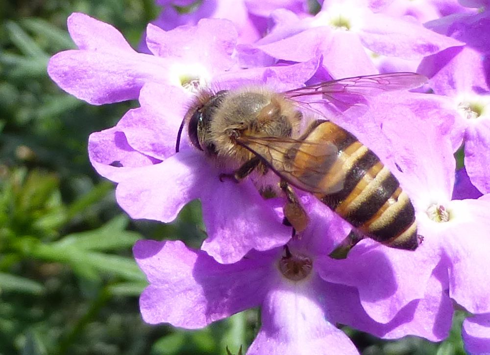 小小蜜蜂作用大，造福人類全靠它