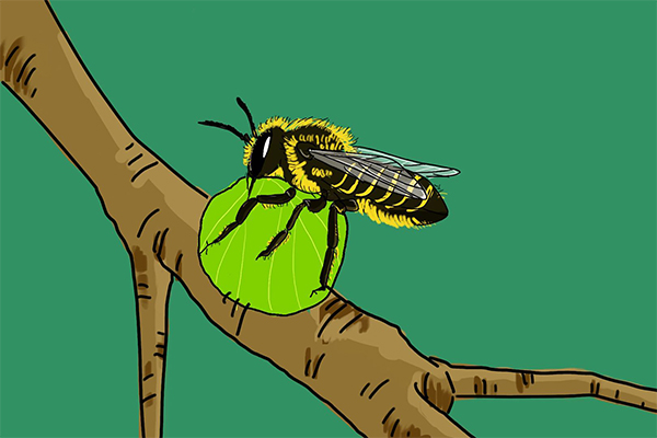 不是所有的蜜蜂都是來采花蜜也許是來切葉的 不是所有的蜜蜂都是來采花蜜也許是來切葉的