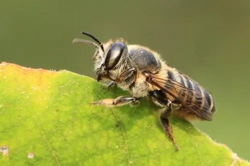 不是所有的蜜蜂都是來采花蜜也許是來切葉的(切葉蜂為什么要剪下葉子有哪些用途) 不是所有的蜜蜂都是來采花蜜也許是來切葉的(切葉蜂為什么要剪下葉子有哪些用途)