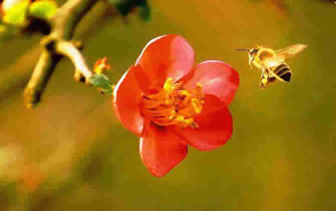 如何進(jìn)行分蜂? 如何進(jìn)行分蜂