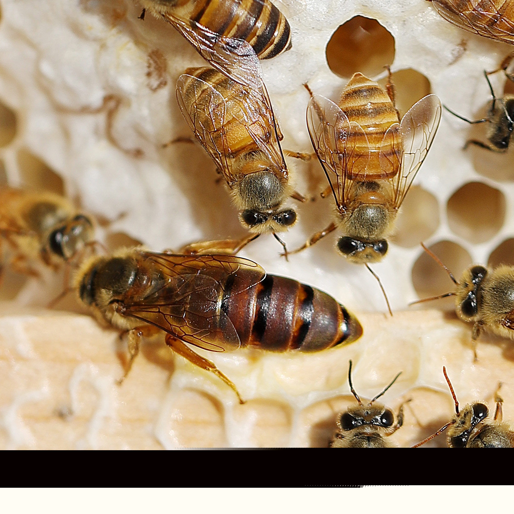 固定蜂場(chǎng)養(yǎng)中蜂好還是意蜂好(蜜蜂養(yǎng)殖,是固定養(yǎng)蜂好) 固定蜂場(chǎng)養(yǎng)中蜂好還是意蜂好(蜜蜂養(yǎng)殖,是固定養(yǎng)蜂好)