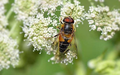 固定蜂場(chǎng)養(yǎng)中蜂好還是意蜂好(蜜蜂養(yǎng)殖,是固定養(yǎng)蜂好) 固定蜂場(chǎng)養(yǎng)中蜂好還是意蜂好(蜜蜂養(yǎng)殖,是固定養(yǎng)蜂好)