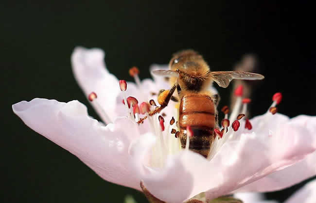 什么是蜂群崩壞癥候群？