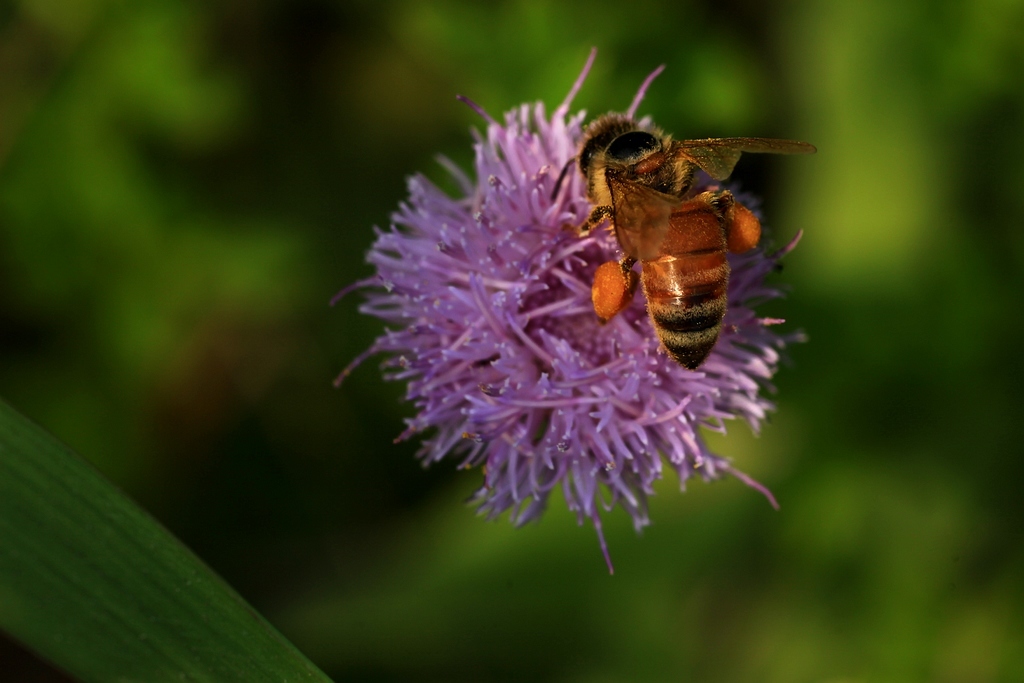 養(yǎng)蜂新手怎么管理(新手養(yǎng)蜂入門及注意事項) 養(yǎng)蜂新手怎么管理(新手養(yǎng)蜂入門及注意事項)