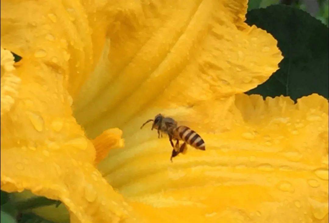 養(yǎng)蜂新手怎么管理(新手養(yǎng)蜂入門及注意事項) 養(yǎng)蜂新手怎么管理(新手養(yǎng)蜂入門及注意事項)