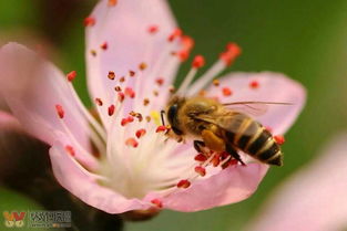 養(yǎng)蜂新手怎么管理(新手養(yǎng)蜂入門及注意事項) 養(yǎng)蜂新手怎么管理(新手養(yǎng)蜂入門及注意事項)