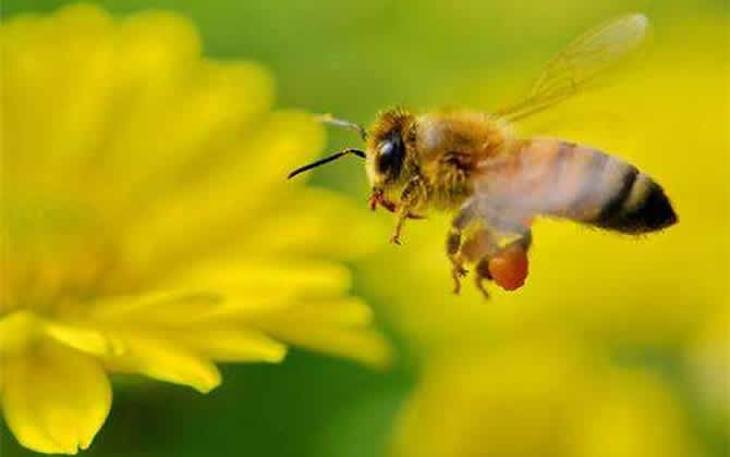 一箱蜜蜂一年產多少蜂蜜? 蜜蜂產蜜