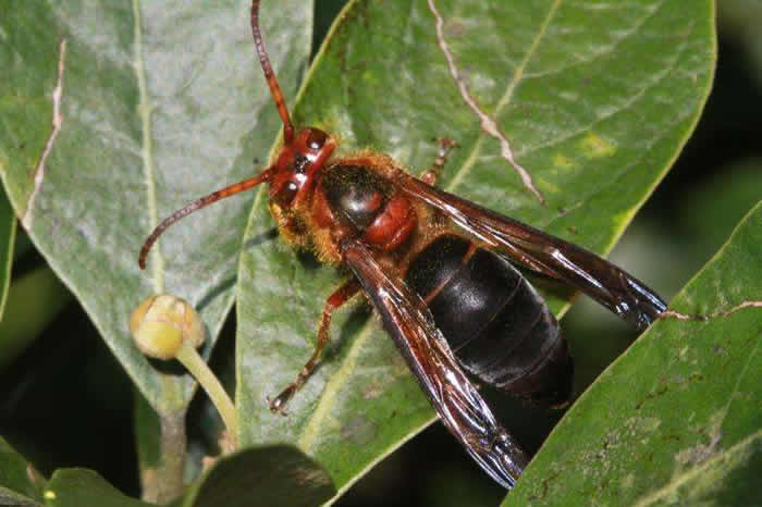 黑腹虎頭蜂的毒性大嗎？