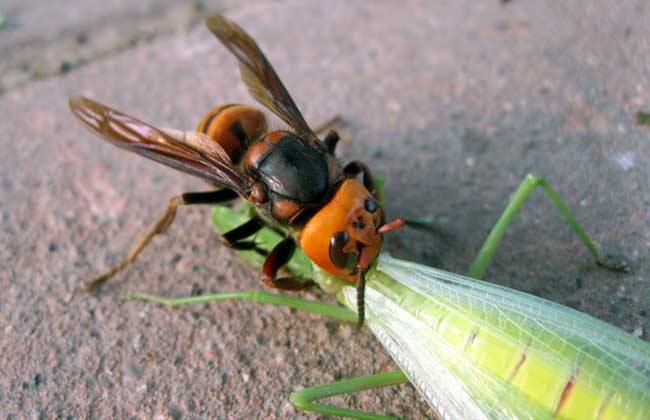 黑腹虎頭蜂的毒性大嗎？