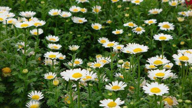 野菊花的流蜜條件與時(shí)間(野菊花的流蜜條件和開(kāi)花時(shí)間及蜂蜜產(chǎn)量) 野菊花的流蜜條件與時(shí)間(野菊花的流蜜條件和開(kāi)花時(shí)間及蜂蜜產(chǎn)量)
