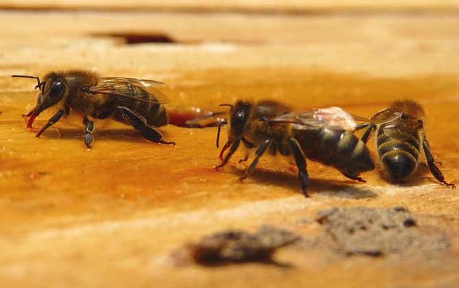 一只蜜蜂怎么養(yǎng)活（單獨(dú)養(yǎng)一只蜜蜂怎么養(yǎng)）