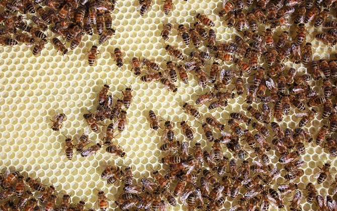 一只蜜蜂怎么養(yǎng)活（單獨(dú)養(yǎng)一只蜜蜂怎么養(yǎng)）