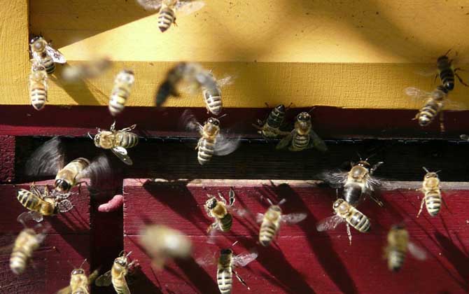 一只蜜蜂怎么養(yǎng)活（單獨(dú)養(yǎng)一只蜜蜂怎么養(yǎng)）