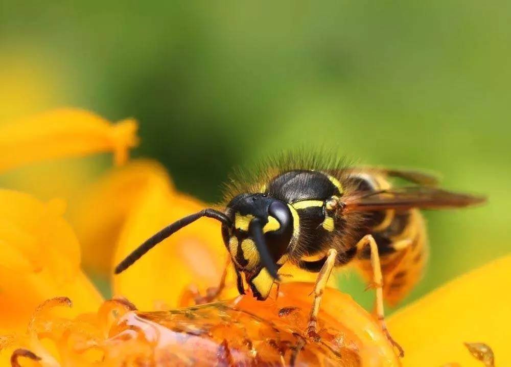 減肥早餐可以吃蜂蛹嗎(蜂蛹吃了可以減肥嗎) 減肥早餐可以吃蜂蛹嗎(蜂蛹吃了可以減肥嗎)