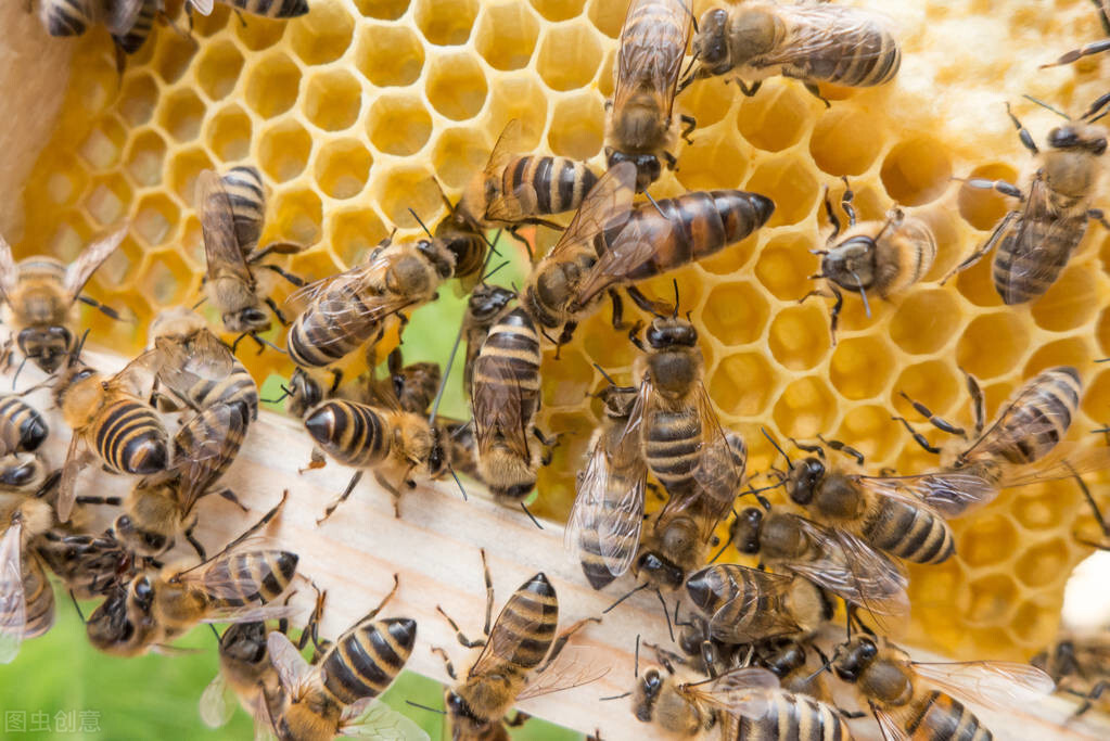 新手養蜂入門蜂王怎么放（新蜂王怎樣放進蜂箱）