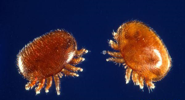 什么是蜂螨(中蜂有蜂螨蟲嗎) 什么是蜂螨(中蜂有蜂螨蟲嗎)