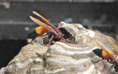 中國大虎頭蜂吃什么食物(中國大虎頭蜂生活區域) 中國大虎頭蜂吃什么食物(中國大虎頭蜂生活區域)