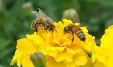 松丹一號產(chǎn)的工蜂是什么顏色(養(yǎng)蜂必先了解的養(yǎng)蜂知識) 松丹一號產(chǎn)的工蜂是什么顏色(養(yǎng)蜂必先了解的養(yǎng)蜂知識)