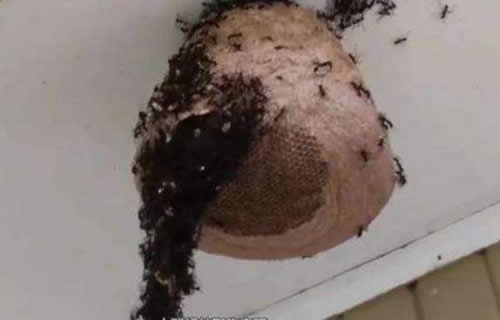 晚上捅馬蜂窩安全嗎?(取馬蜂窩的最佳時機,晚上捅還是白天捅好) 晚上捅馬蜂窩安全嗎?(取馬蜂窩的最佳時機,晚上捅還是白天捅好)