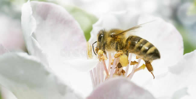 【蜜蜂知識(shí)】蜜蜂飛逃前有什么征兆? 蜜蜂飛逃前有什么征兆?