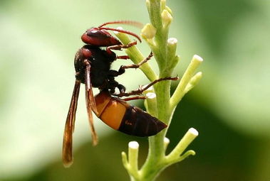 黃蜂是益蟲還是害蟲(黃蜂對農(nóng)業(yè)生產(chǎn)有益還是有害) 黃蜂是益蟲還是害蟲(黃蜂對農(nóng)業(yè)生產(chǎn)有益還是有害)