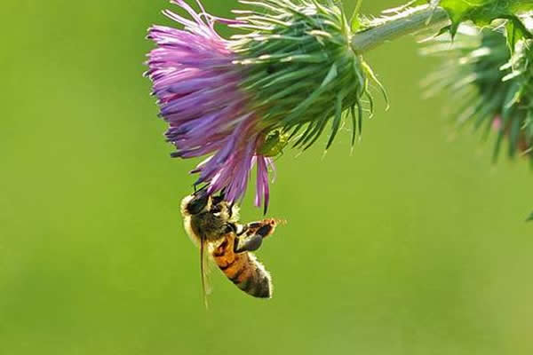 人工育王應該具備的條件 人工育王應該具備的條件