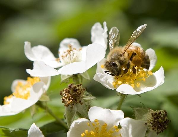 人工育王應該具備的條件 人工育王應該具備的條件