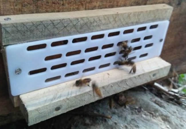 防逃片為什么關不住蜂王？