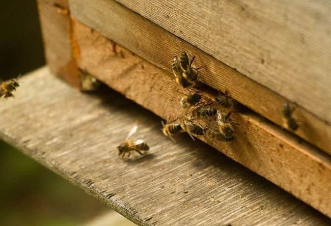 防逃片為什么關不住蜂王？