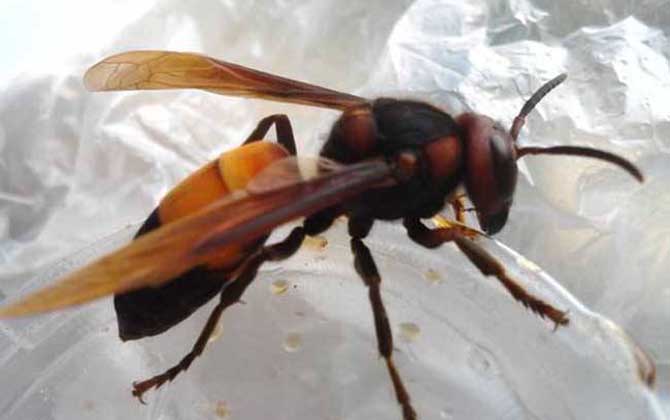 黃腰虎頭蜂有毒嗎（黃腰虎頭蜂蟄了會怎樣？）