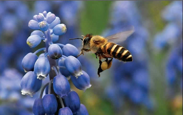 蜜蜂最怕什么？