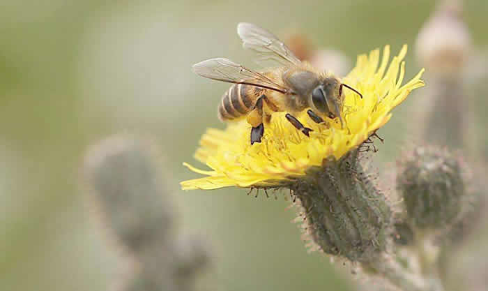 蜜蜂最怕什么？