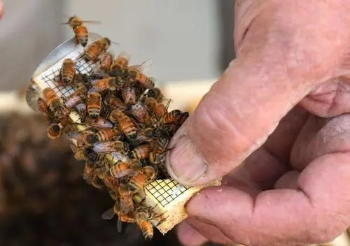 換新王后會(huì)分蜂嗎（蜜蜂新王出來(lái)幾天分蜂）