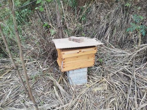 換新王后會(huì)分蜂嗎