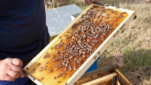 換新王后會(huì)分蜂嗎