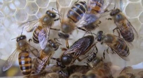 新蜂王出臺后多久分蜂(蜂王出房后的分蜂時間) 新蜂王出臺后多久分蜂(蜂王出房后的分蜂時間)