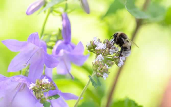養蜂覆布怎么用? 養蜂覆布