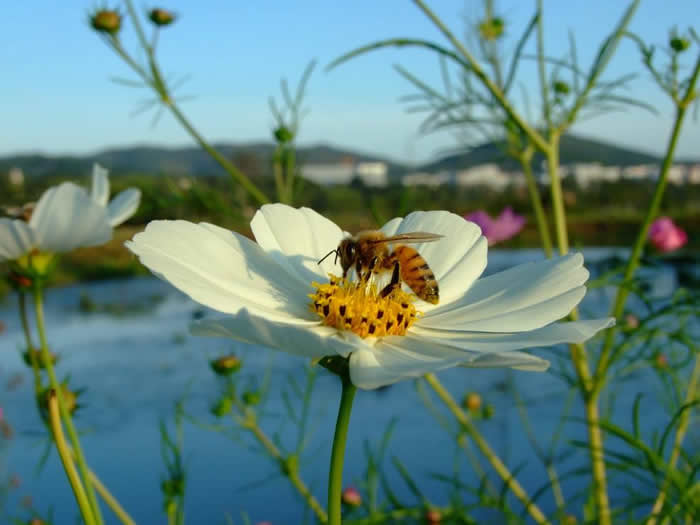 如何控制自然分蜂? 如何控制自然分蜂?