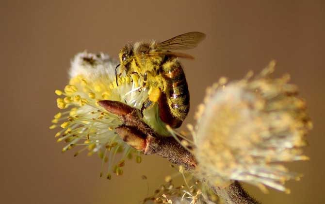 怎么找野生蜂蜜(怎么知道附近有野生蜜蜂窩) 怎么找野生蜂蜜(怎么知道附近有野生蜜蜂窩)