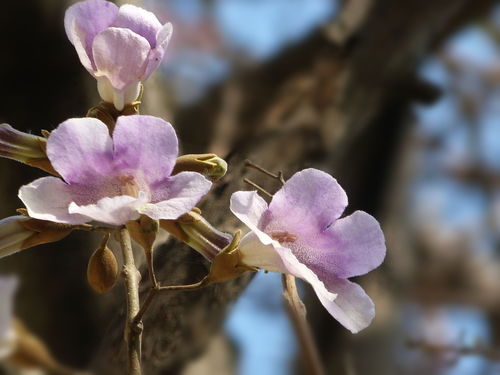 桐樹(shù)花泡腳有什么好處（桐樹(shù)花的功效與作用）