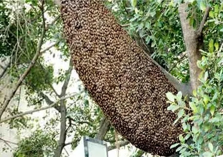 蜜蜂如何分蜂 蜜蜂如何分蜂